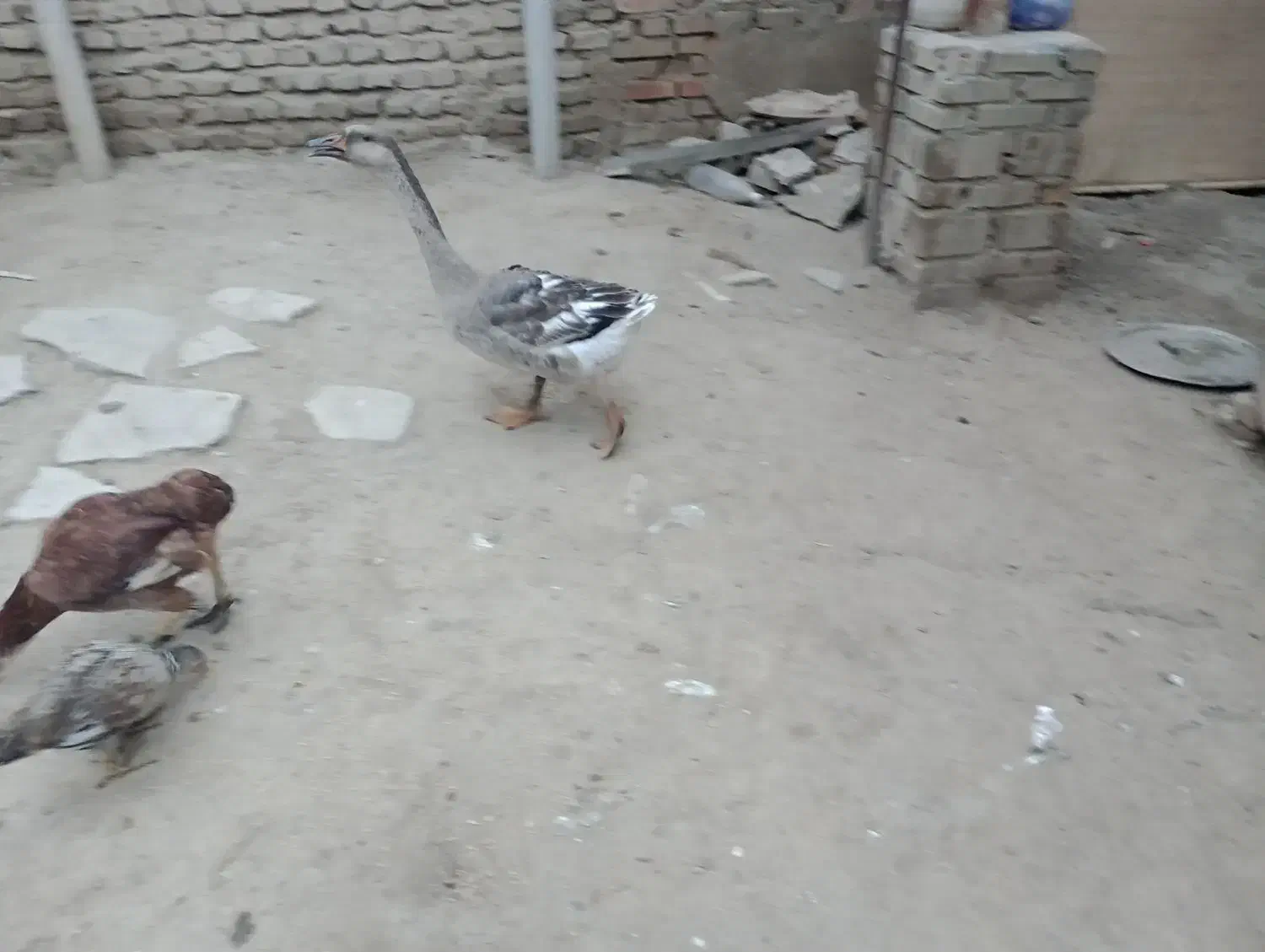 غاز ماده تخم گذار فروشی.حاجی کلاته|حیوانات مزرعه|سنگدوین, |دیوار