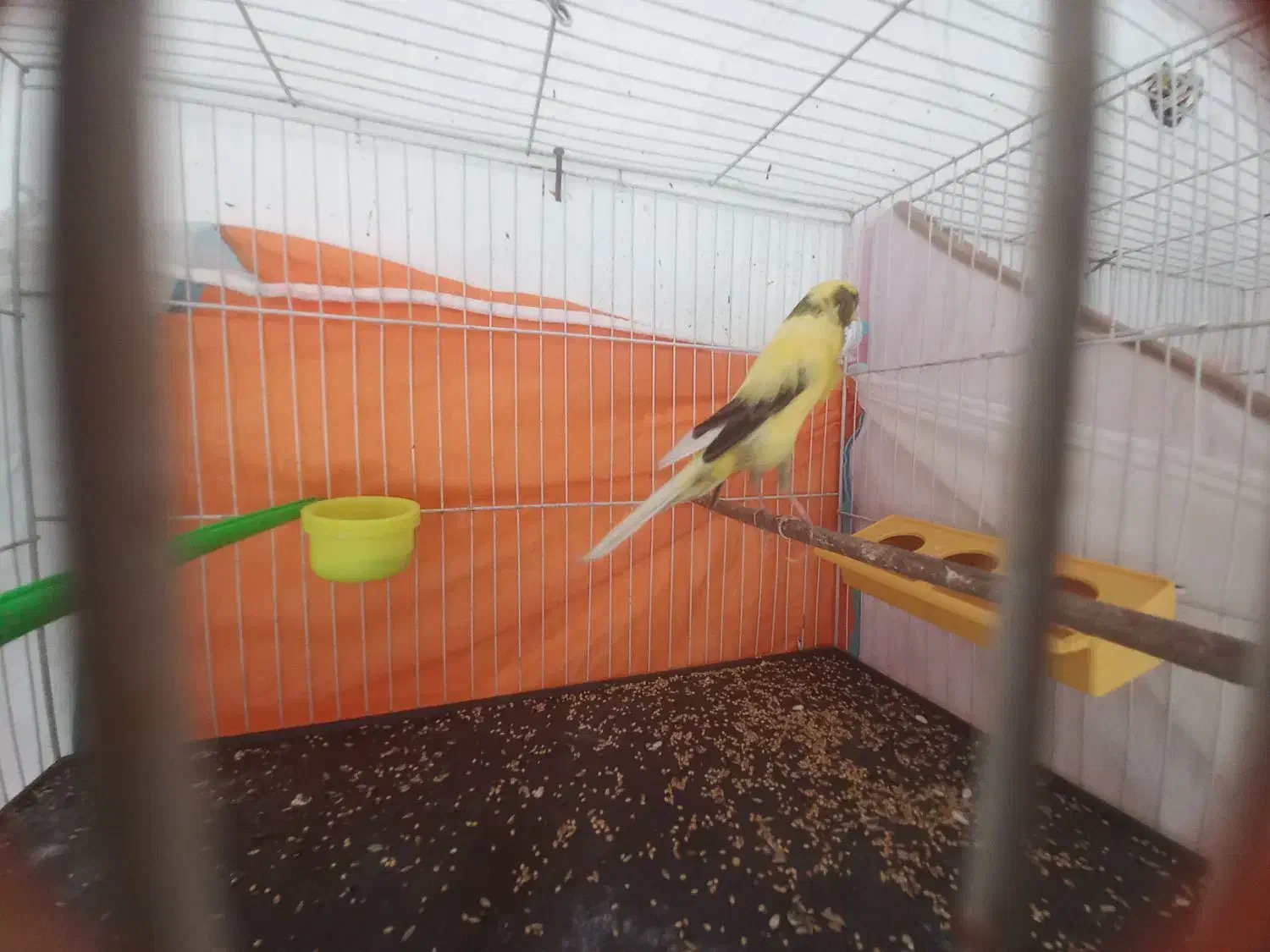 قناری کشیده بلند|پرنده|مشهد, حرم مطهر رضوی|دیوار