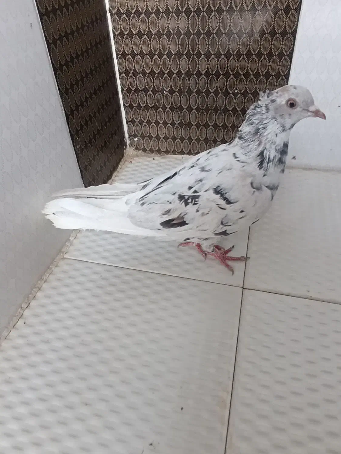 کفتر سرور دم سفید|پرنده|داراب, |دیوار