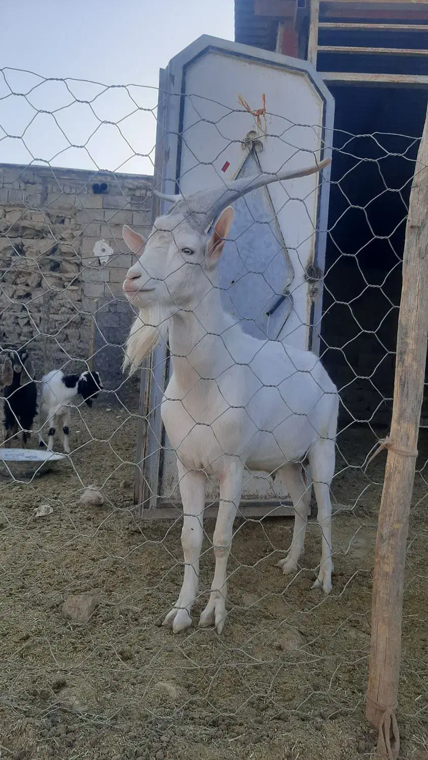 بز نر سانن|حیوانات مزرعه|دالاهو, |دیوار