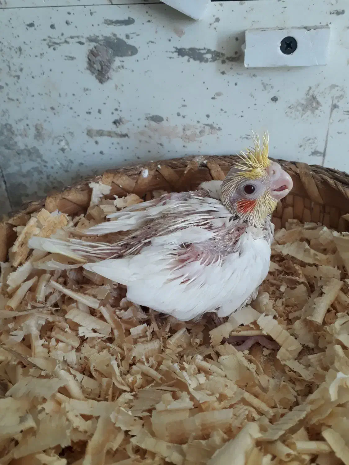 عروس|پرنده|قشم, |دیوار