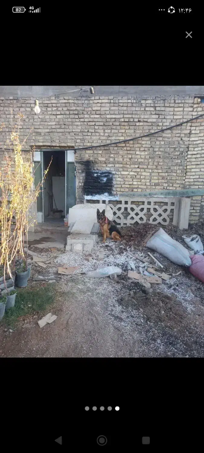 ژرمن ماده ۳۵۰۰|سگ|یزد, |دیوار