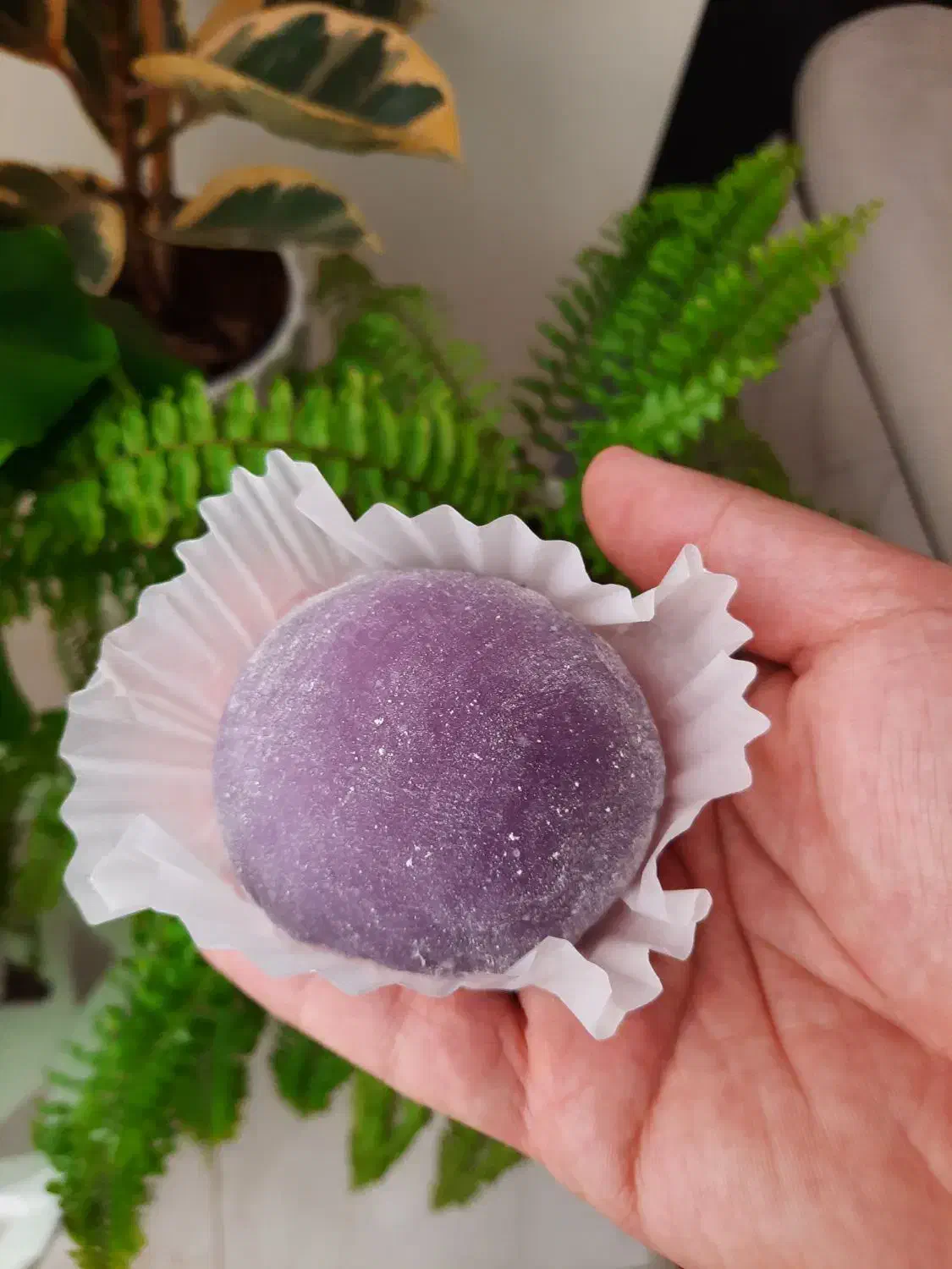 موچی ژاپنی|خوردنی و آشامیدنی|فردیس, فردیس|دیوار