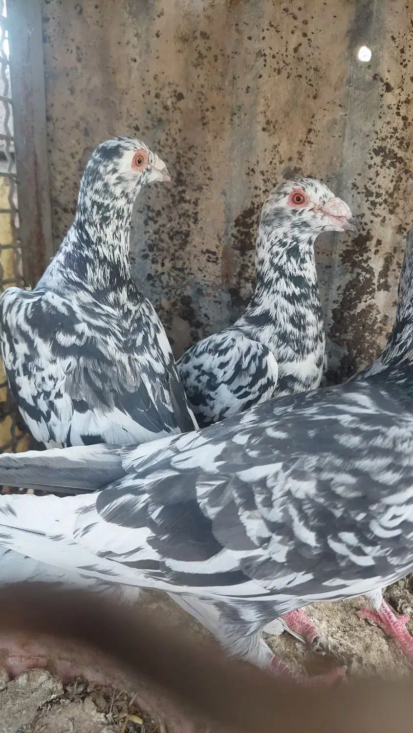 کفتر سیاه هفرنگ نر|حراج|بوئین زهرا, |دیوار