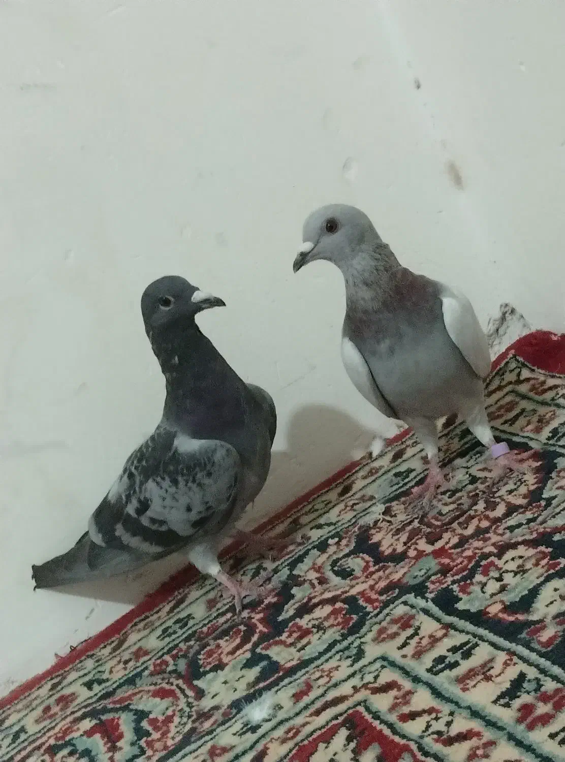چفت نر لای. و مگس|پرنده|زابل, |دیوار