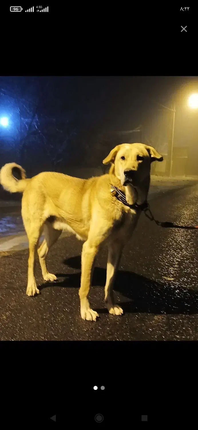 سگ‌....|سگ|سراب, |دیوار