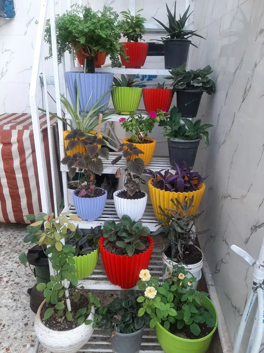 تعدادی گل|گل و گیاه طبیعی|شیراز, سایت اداری|دیوار