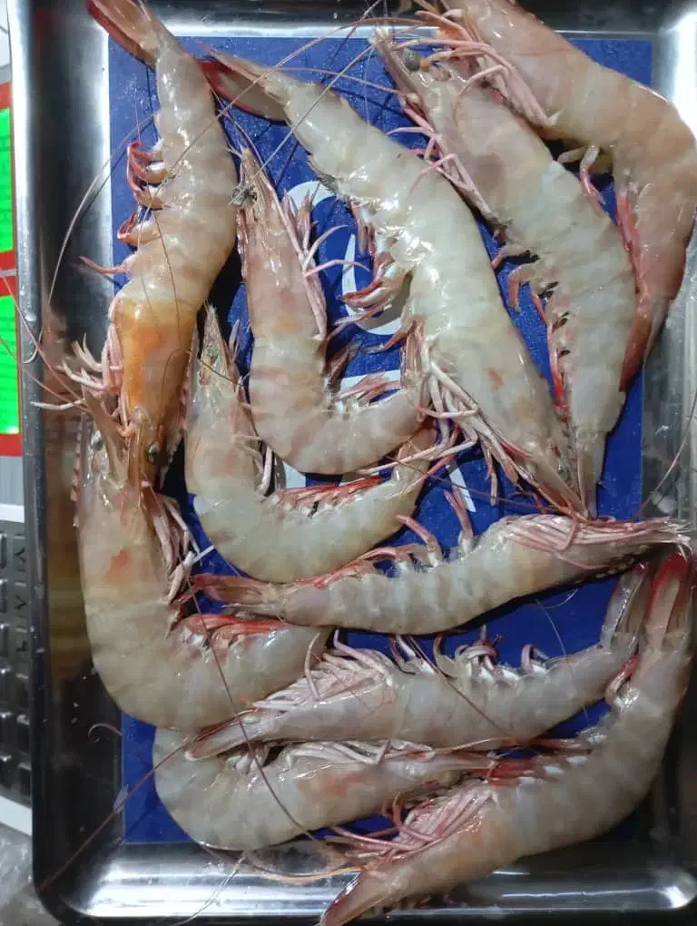 ماهی و میگو بندر|خوردنی و آشامیدنی|زرقان, |دیوار