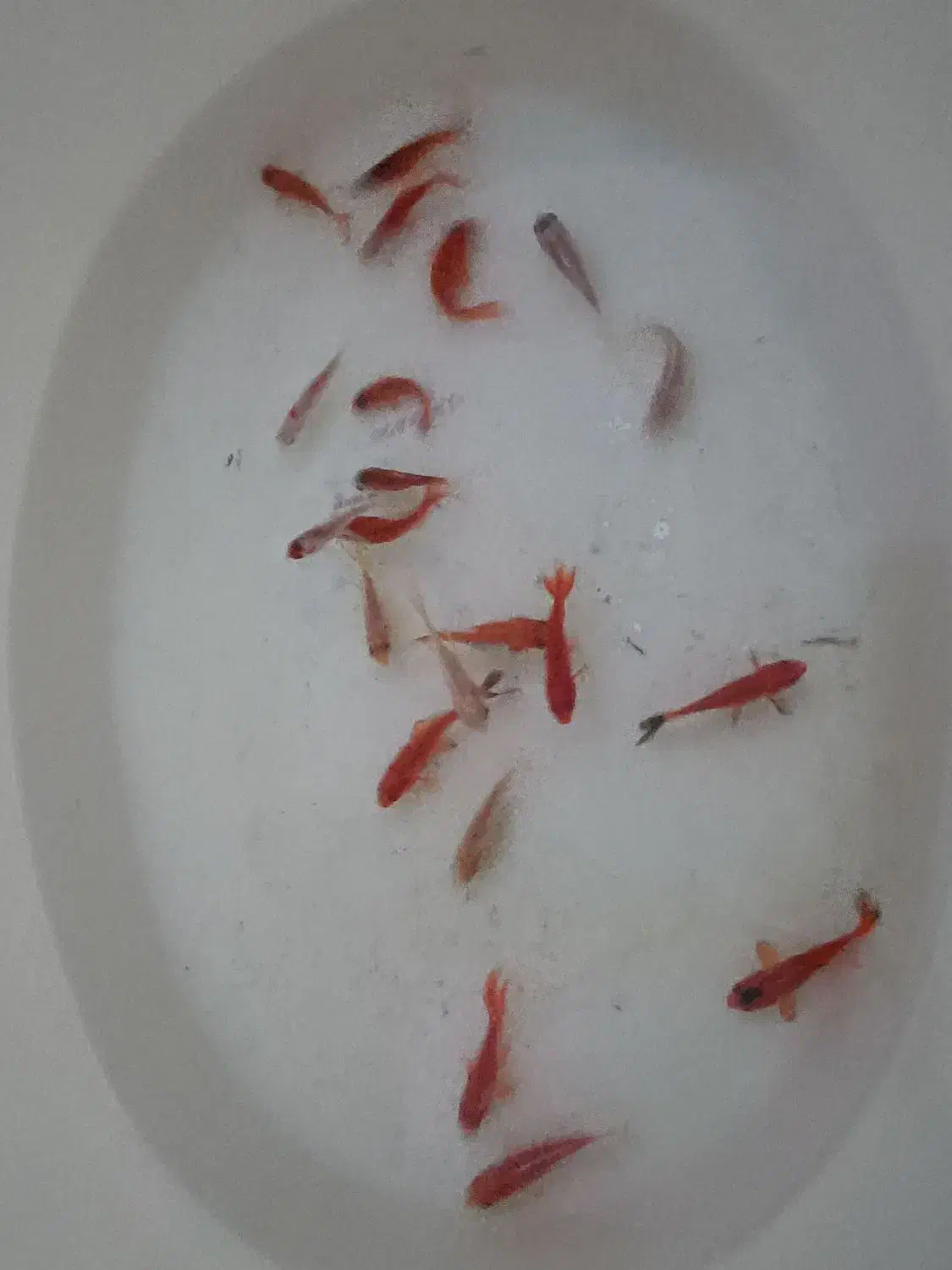 کوی|ماهی|زرند, |دیوار