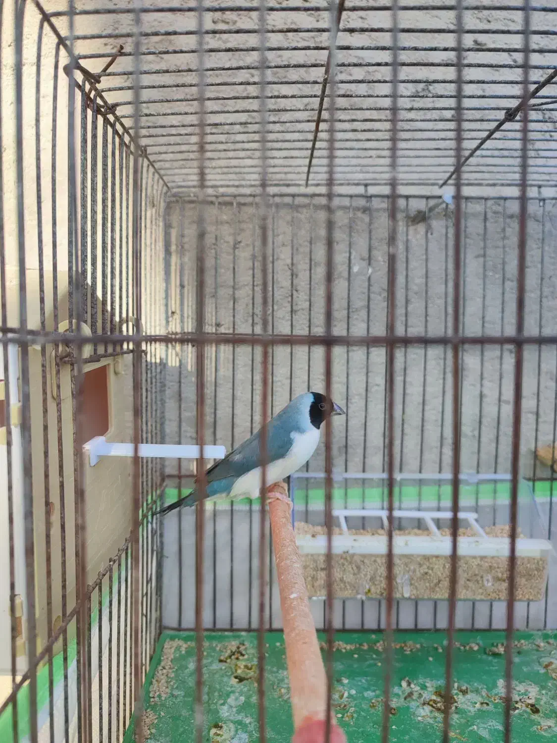 ی جفت فنچ گلدین قیمت ۳۲۰۰|پرنده|لامرد, |دیوار