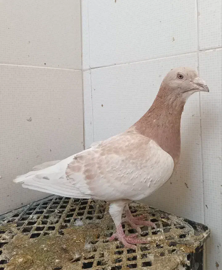 کبوتر|پرنده|اسفراین, |دیوار