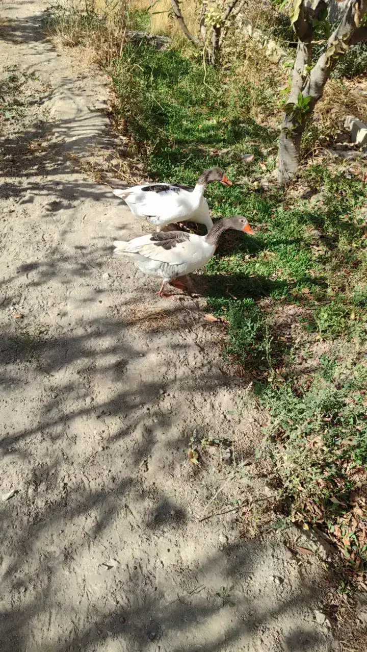 غاز|حیوانات مزرعه|شهریار, بکه|دیوار