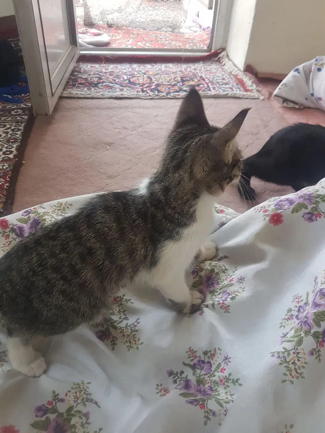 سه تا بچه گربه|گربه|بجنورد, |دیوار