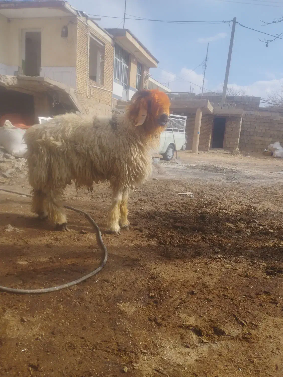 بره قوچی|حیوانات مزرعه|کوهرنگ, |دیوار