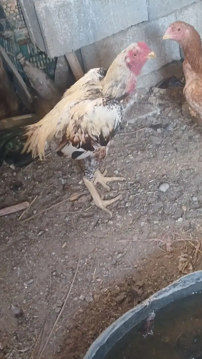 خروس لاری اصل|حیوانات مزرعه|ارزوئیه, |دیوار