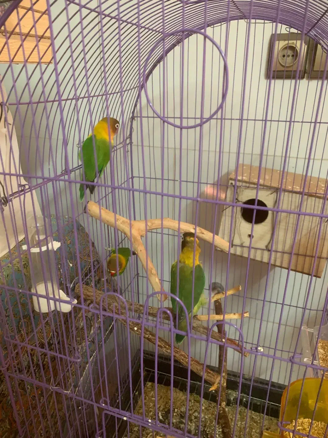 طوطی برزیلی و عروس هلندی|پرنده|باقرشهر, |دیوار