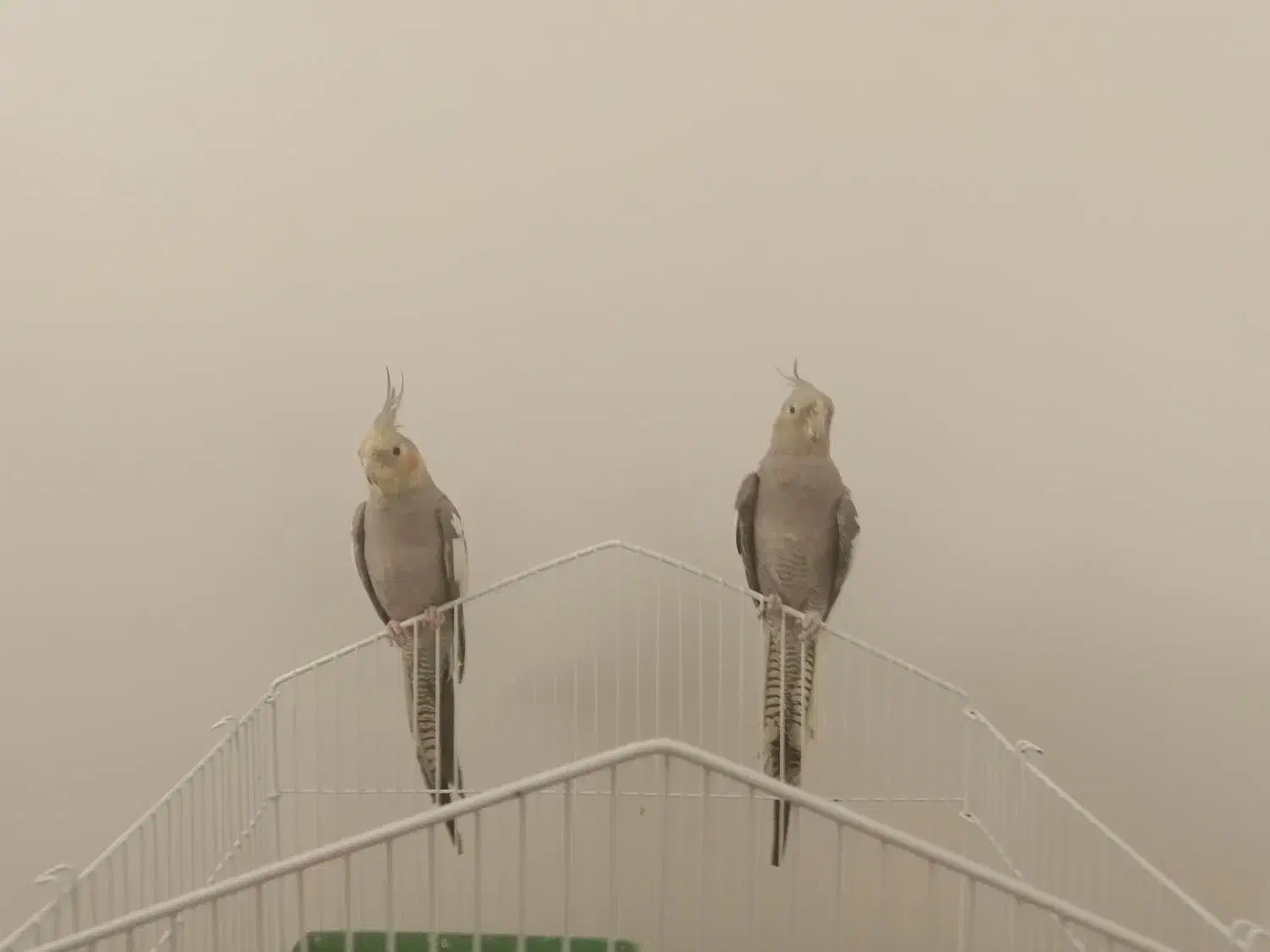 دوتا عروس هلندی نر و رام و دستی|پرنده|تهران, شهرک دریا|دیوار