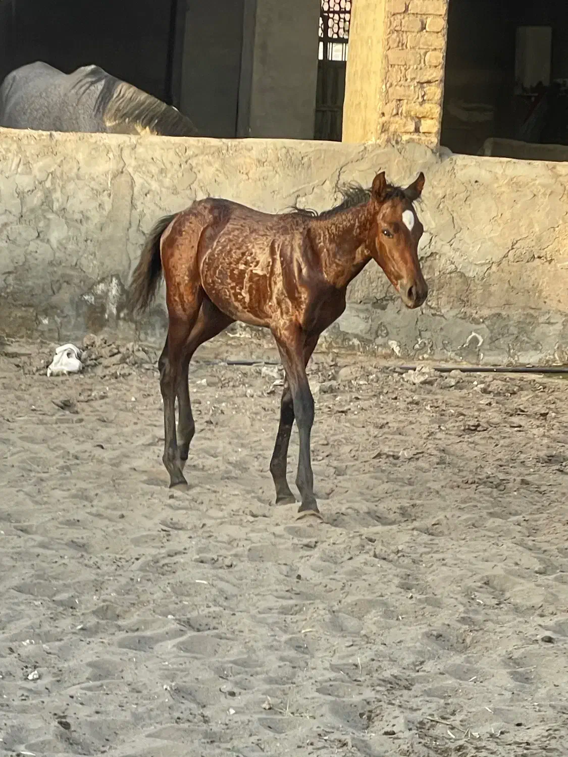 اسب و مادیون|اسب و تجهیزات اسب‌سواری|کاشان, استرک|دیوار