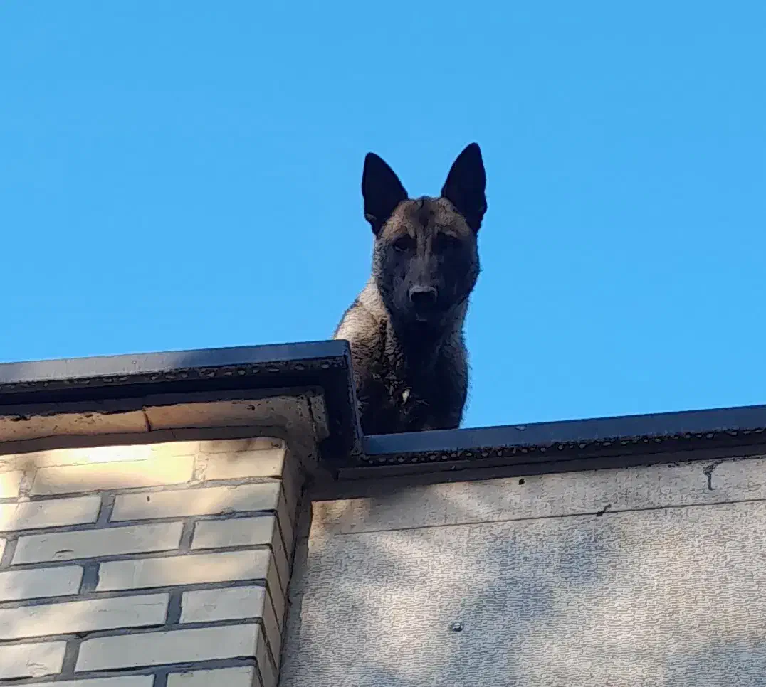 سگ مالینویز  نر|سگ|دماوند, گیلاوند|دیوار