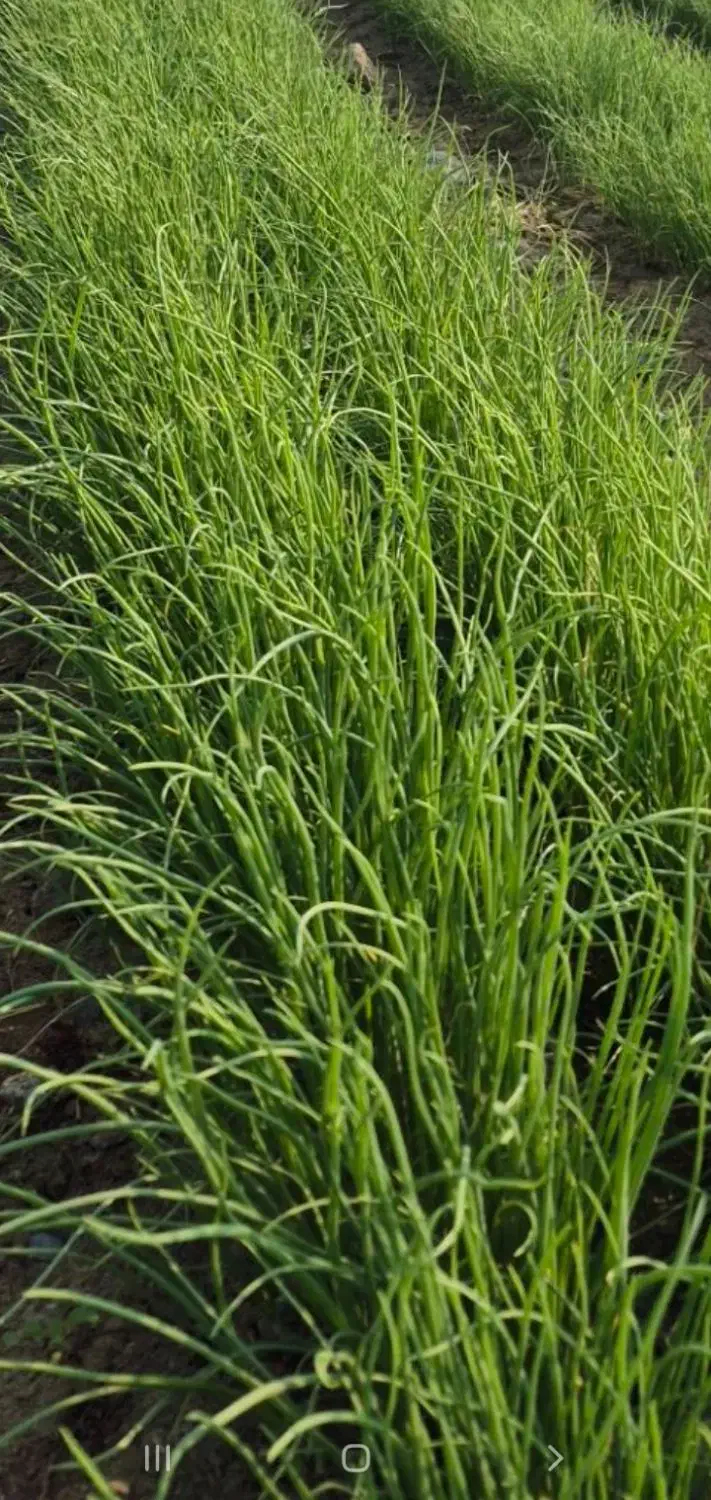 فروش،نهال پیاز جیرفتی اماده جابجایی|عمده‌فروشی|عنبرآباد, |دیوار