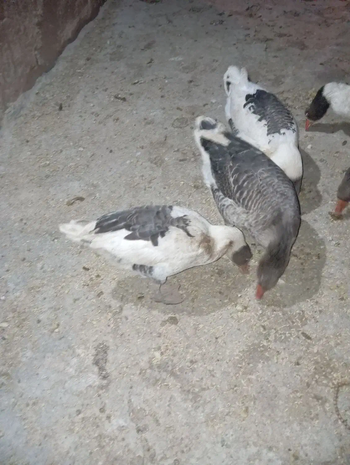 غاز خانگی|حیوانات مزرعه|مرودشت, ثبت احوال|دیوار