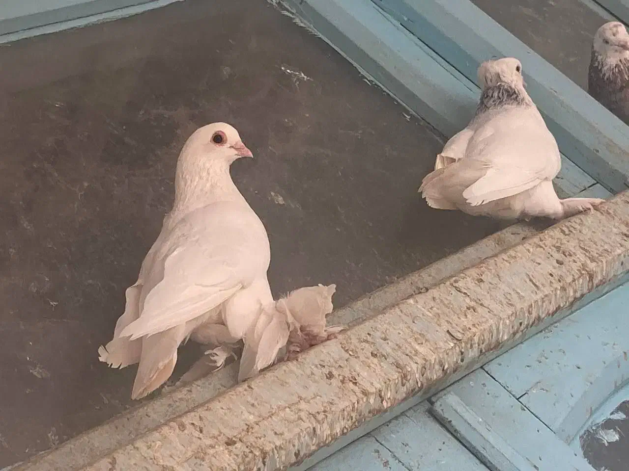 قرمز گوز لوتی نوک ریز|پرنده|سیه رود, |دیوار