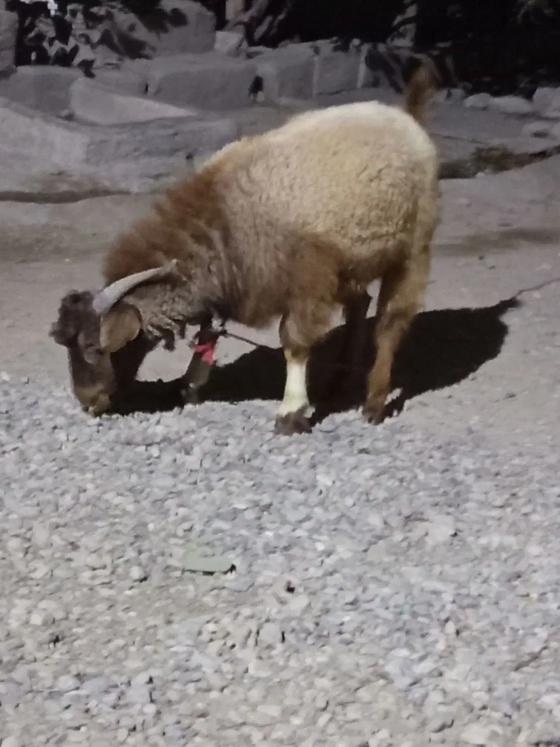 کهر نر به فروش میرسد پیوی در خدمتم|حیوانات مزرعه|حاجی آباد, |دیوار