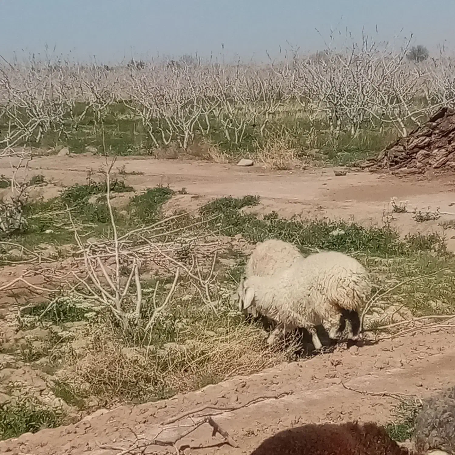 میش|حیوانات مزرعه|کرمان, |دیوار