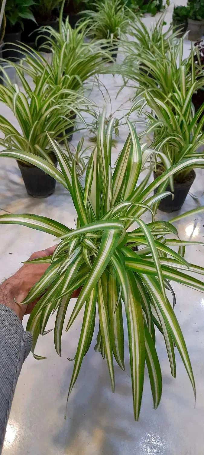 گل گندمی گلدان 14|گل و گیاه طبیعی|قم, نیروگاه|دیوار