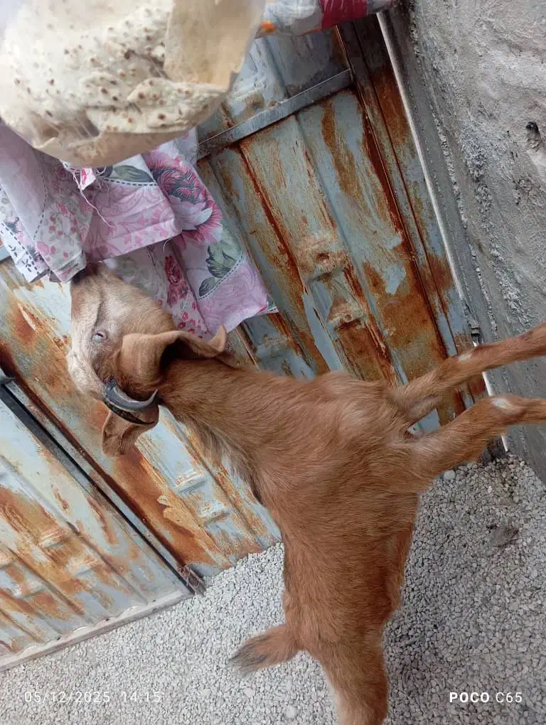 بز ماده|حیوانات مزرعه|بندر کنگان, |دیوار