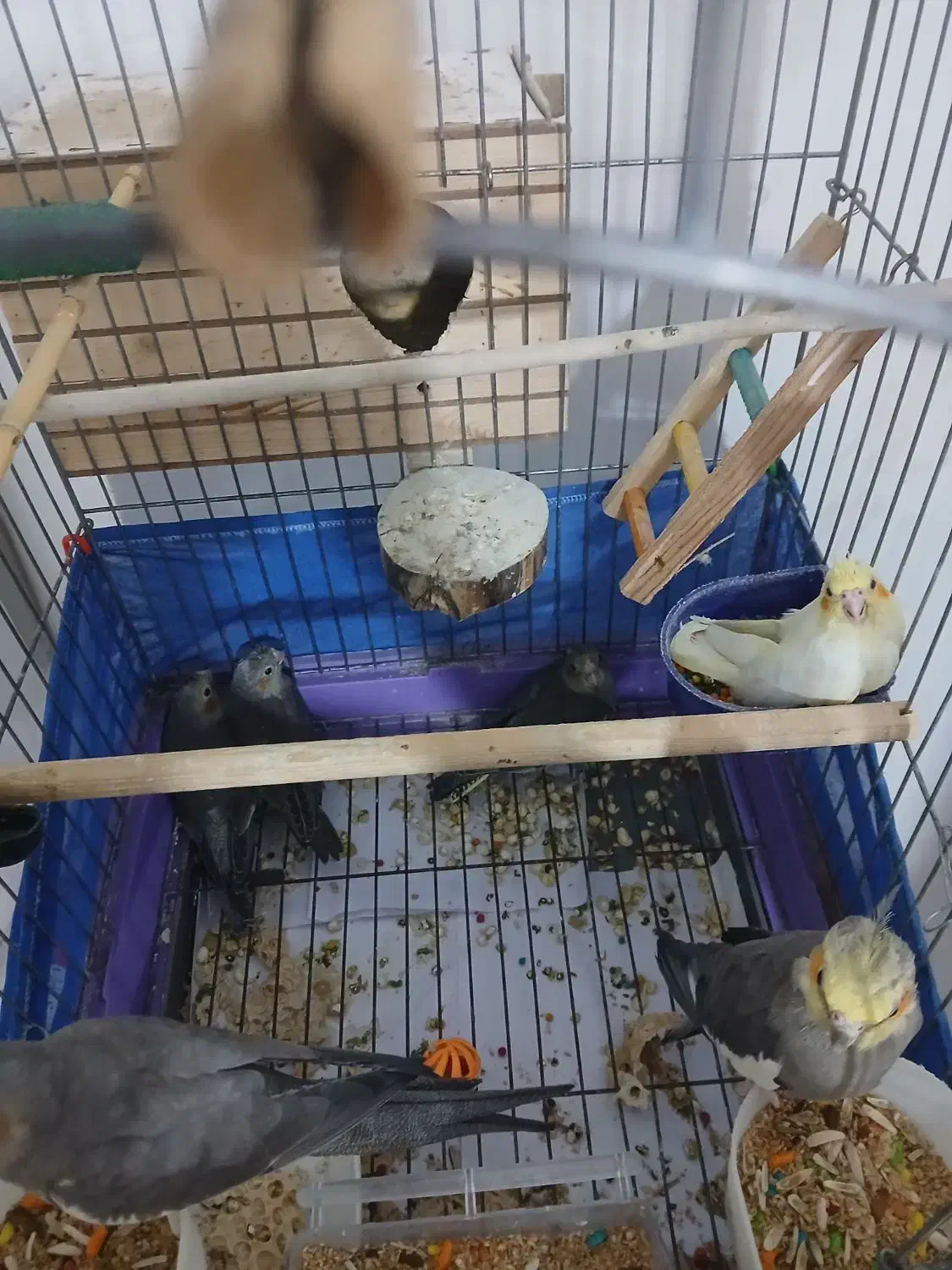 عروس هلندی|پرنده|ماهدشت, |دیوار