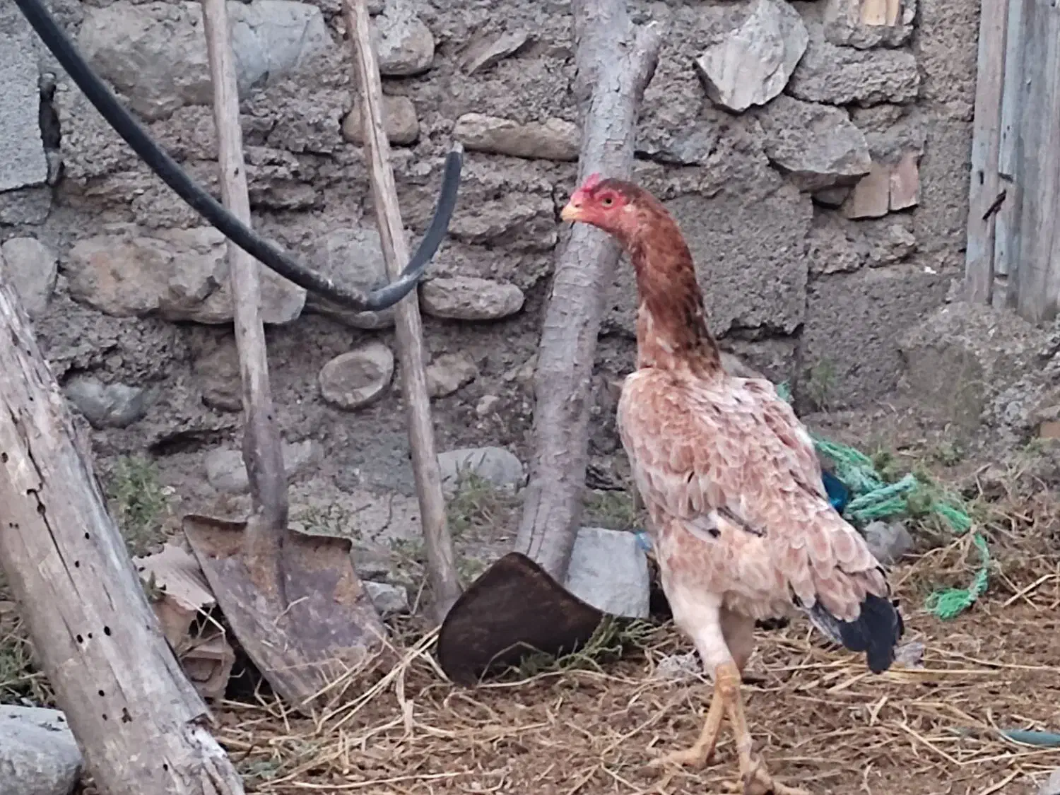 مرغ لاری|حیوانات مزرعه|رامیان, |دیوار