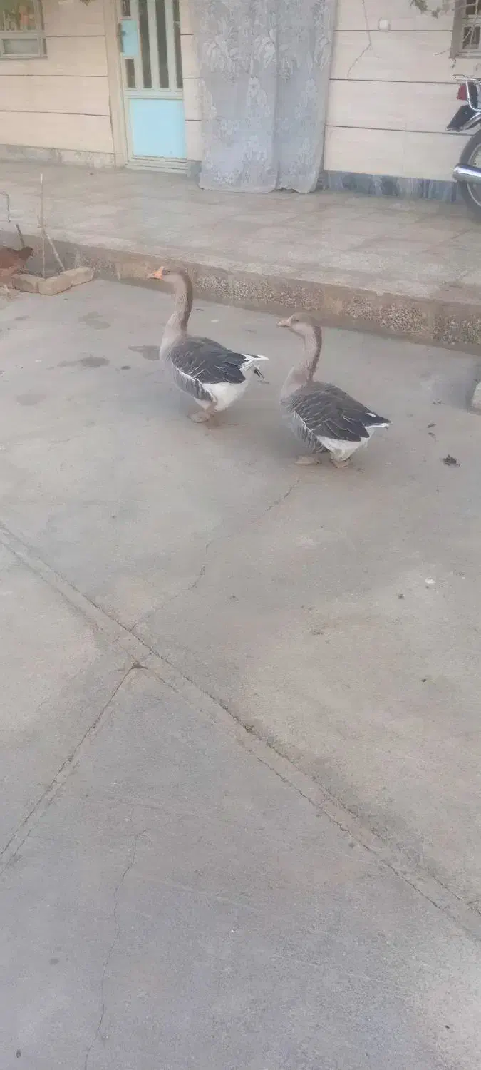 فروش دوعدد غاز|حیوانات مزرعه|ویسیان, |دیوار