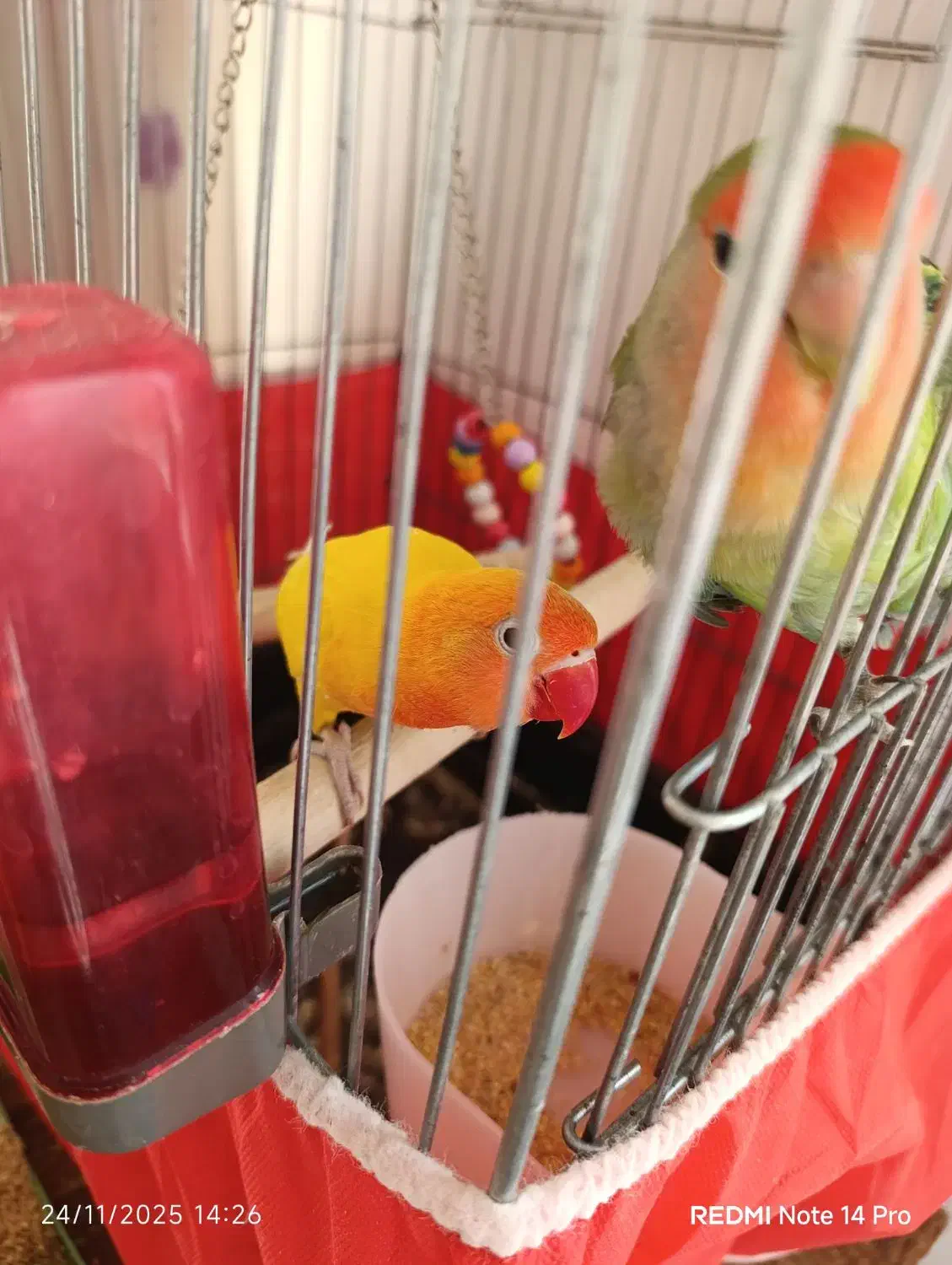 کوتوله برزیلی|پرنده|زواره, |دیوار