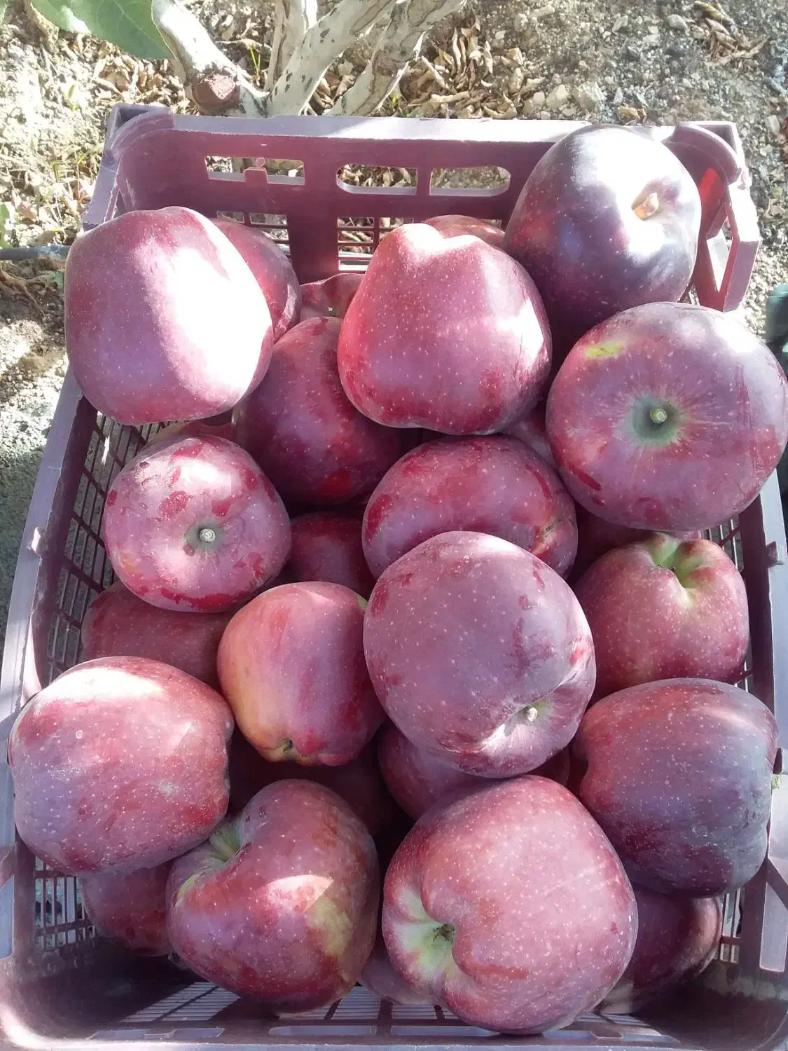 باغچه سرحال دماوندجابان سند تکبرگ|فروش زمین و ملک کلنگی|دماوند, دماوند|دیوار