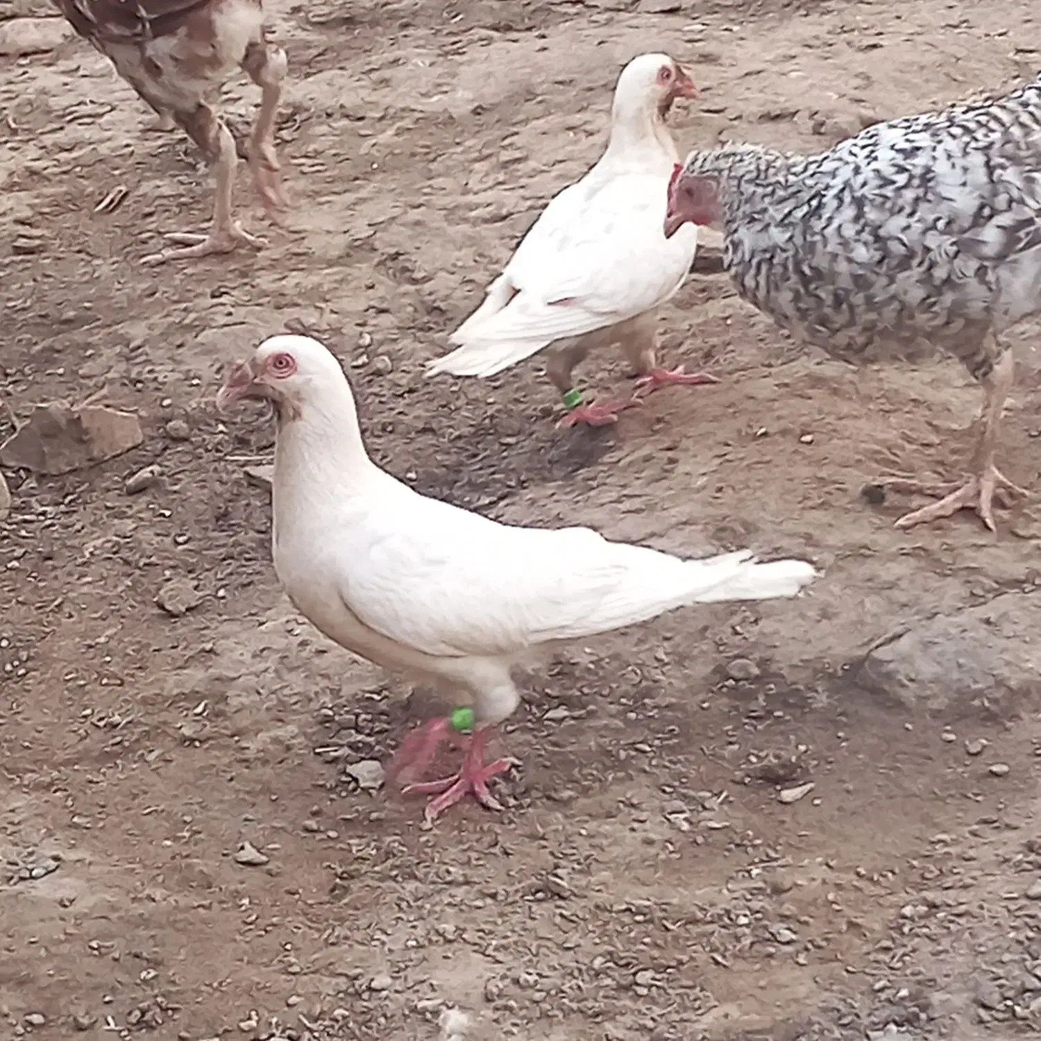 سلام کبوتر گم شده|پرنده|هامون, |دیوار