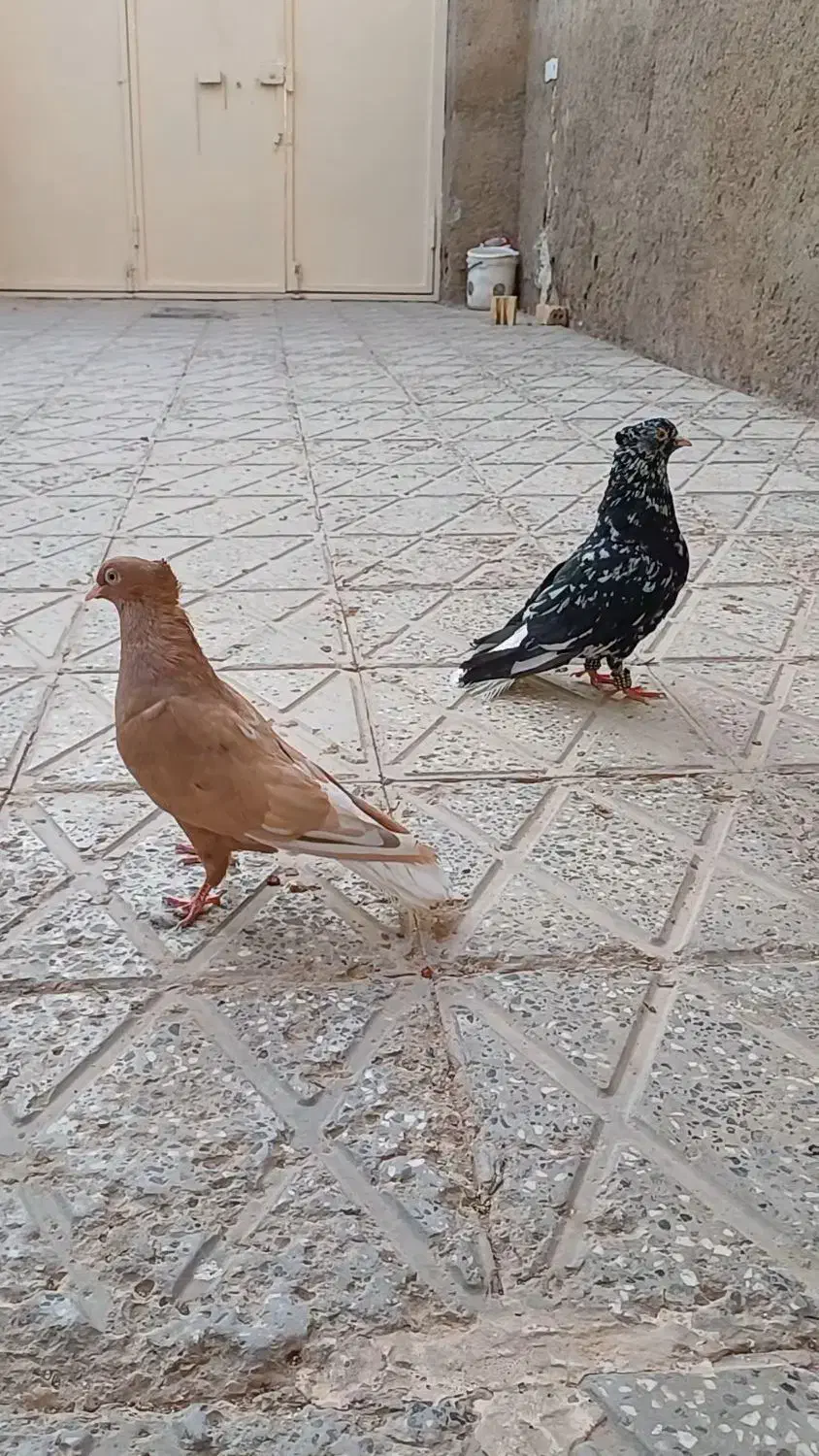 جفت دم سفید|پرنده|اسفراین, |دیوار