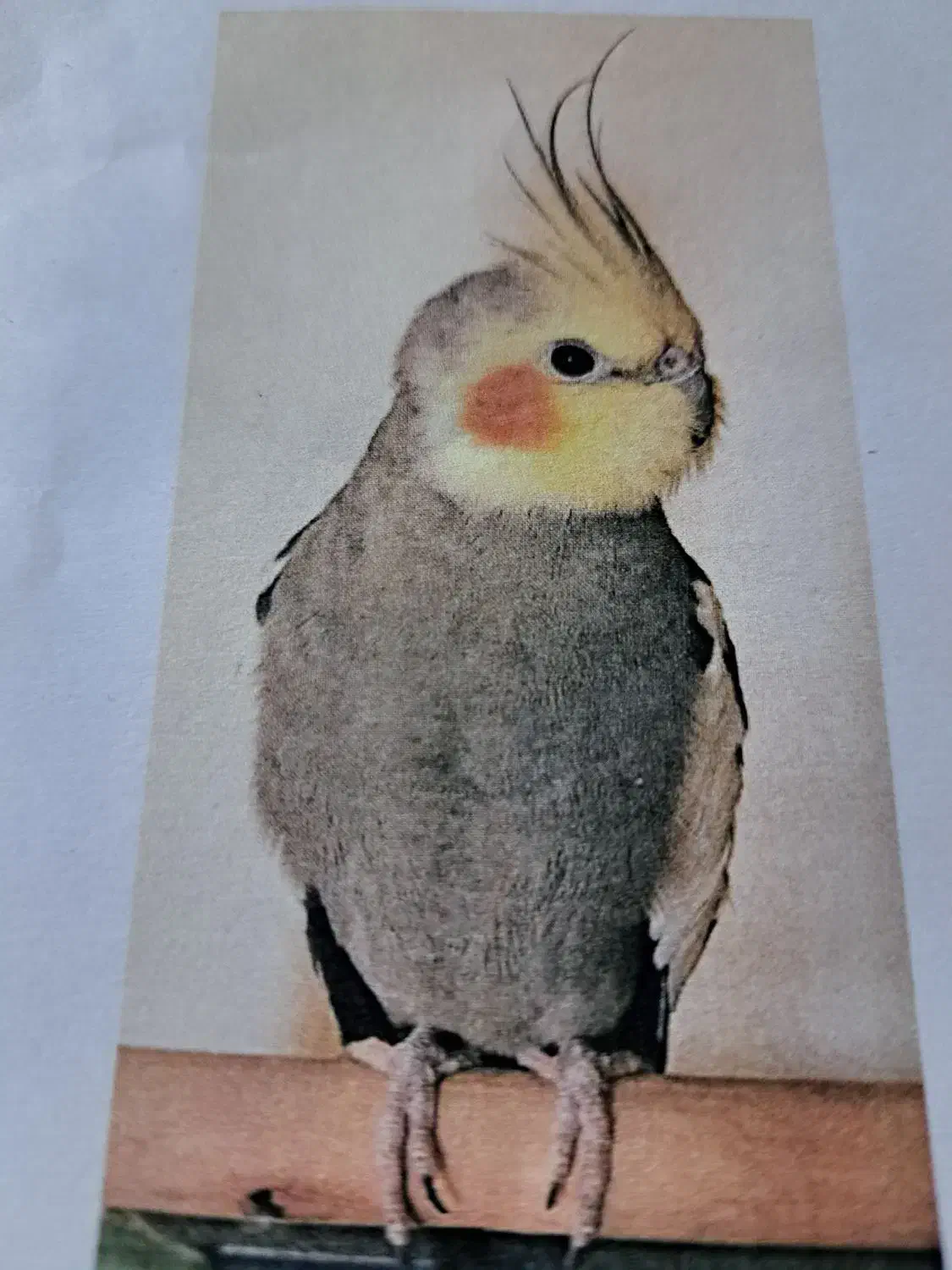 عروس هلندی گم شده|حیوانات|نیشابور, شهرک قدس|دیوار