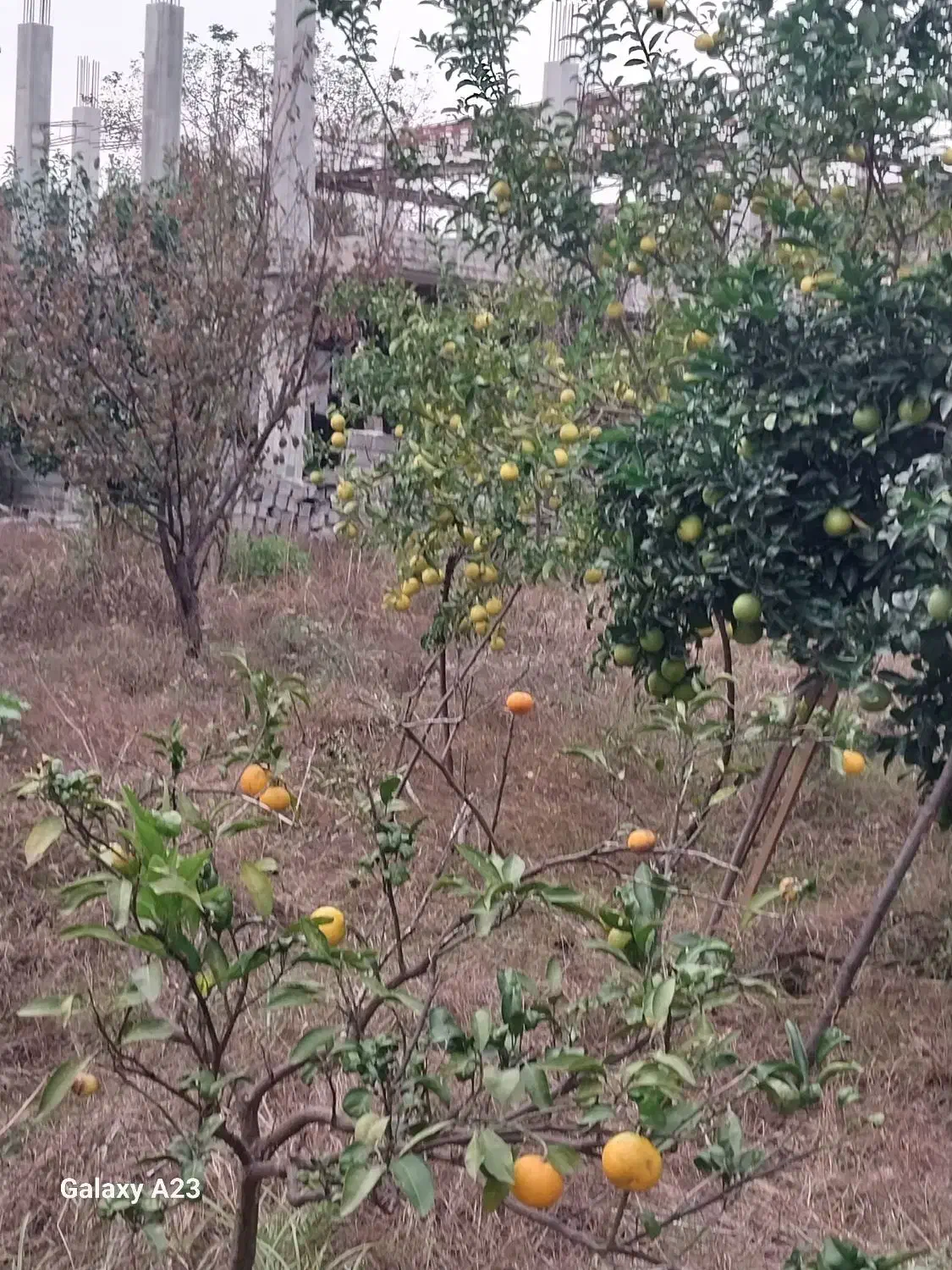 فروش یک پلاک 200متری شمالی|فروش زمین و ملک کلنگی|گلوگاه بابل (گلیا), |دیوار