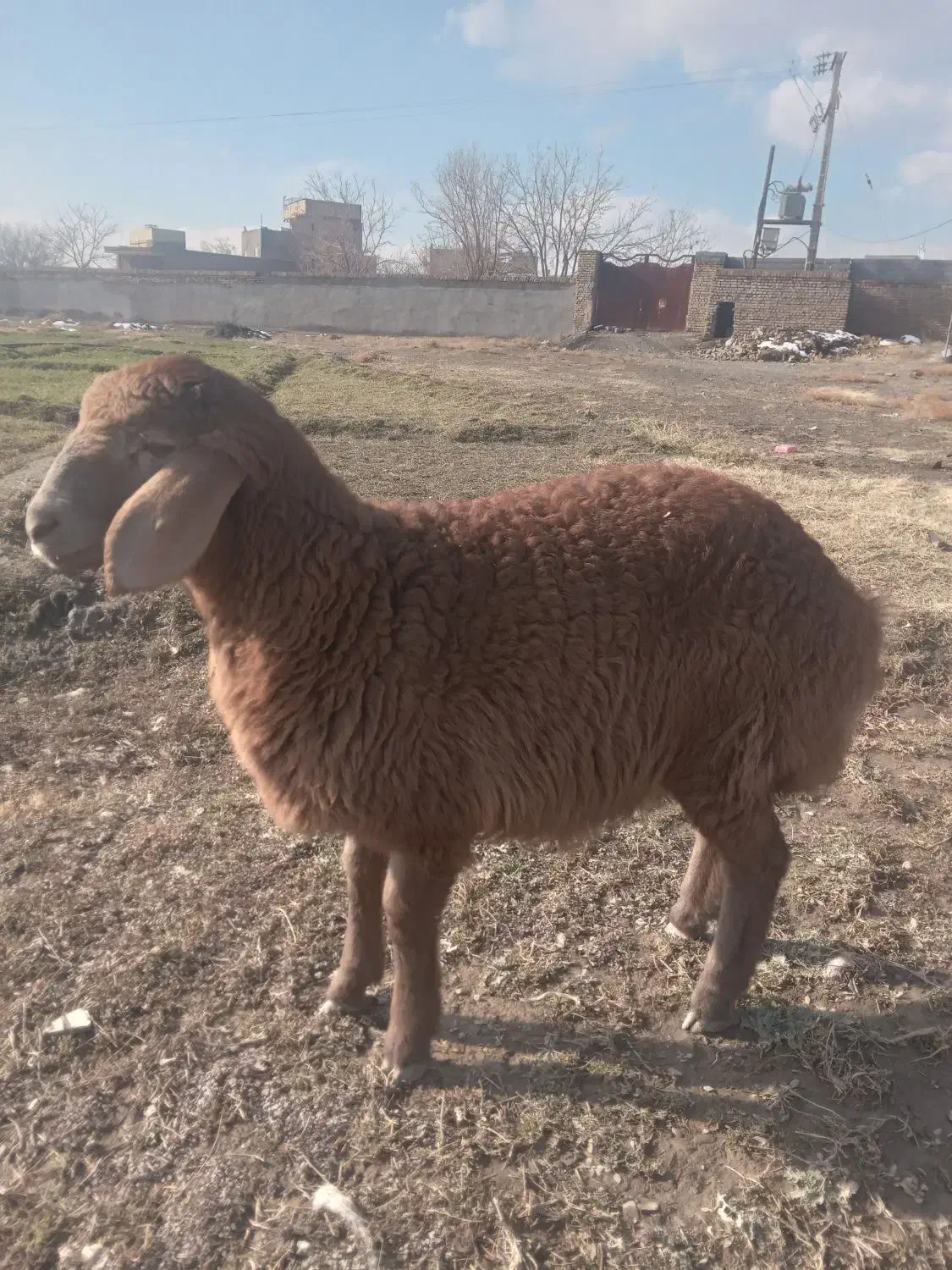 بره و بزغاله|حیوانات مزرعه|مشهد, کلاته برفی|دیوار