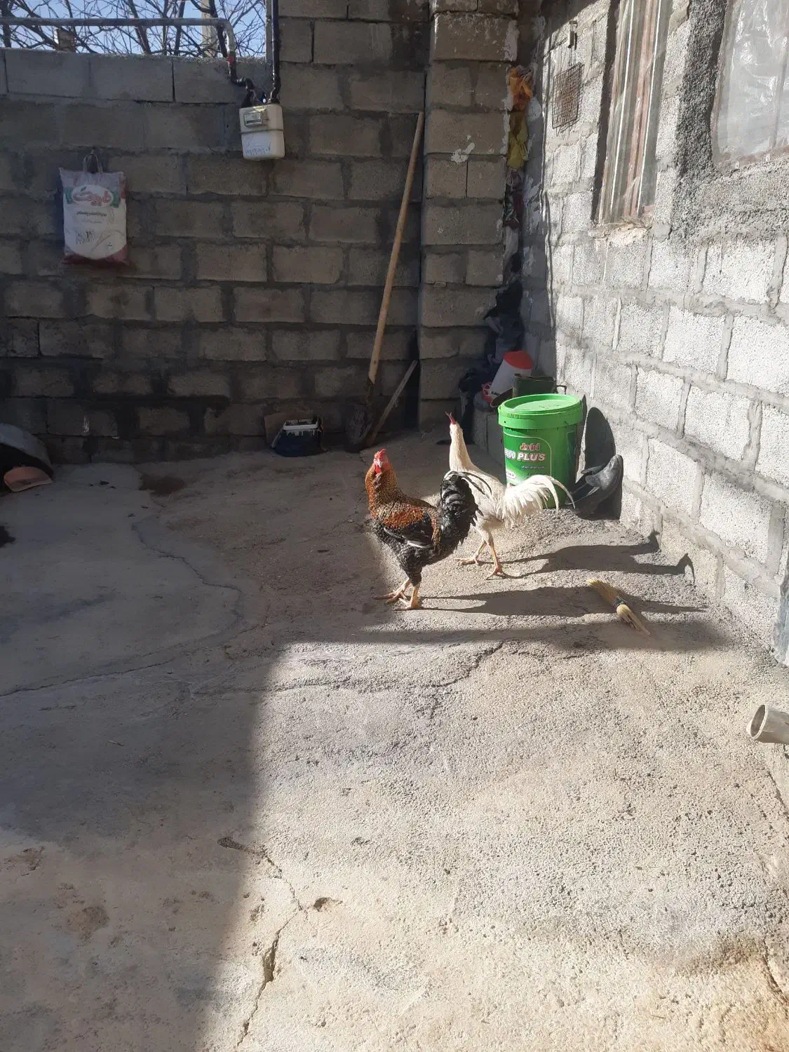 خروس|حیوانات مزرعه|جوانرود, |دیوار