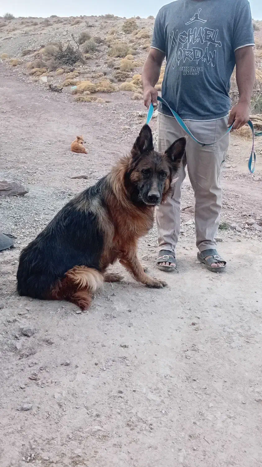 ژرمن شولاین|سگ|دهبکری, |دیوار