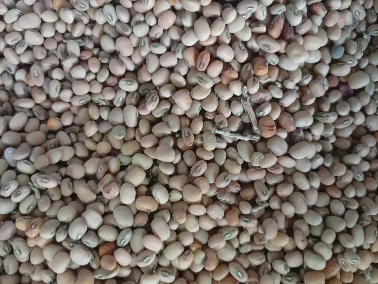 لوبیا جیرفتی یامحلی قیمت مناسب|خوردنی و آشامیدنی|رودخانه, |دیوار