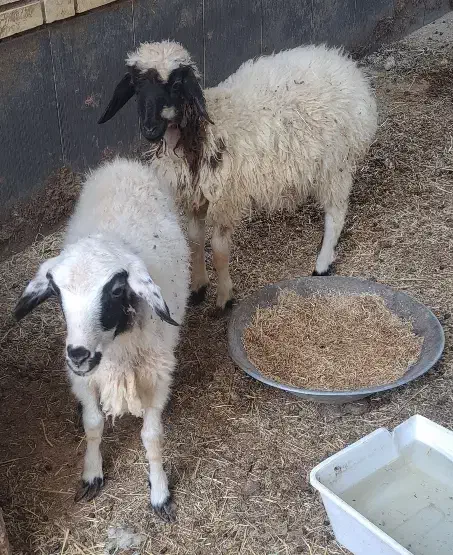 دو عدد بره شیر مست اماده پروار|حیوانات مزرعه|کاشان, امام خمینی|دیوار