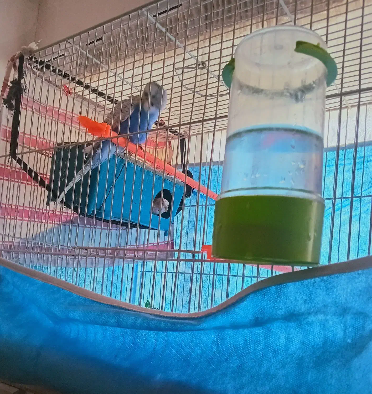 مرغ عشق|پرنده|بیرجند, |دیوار