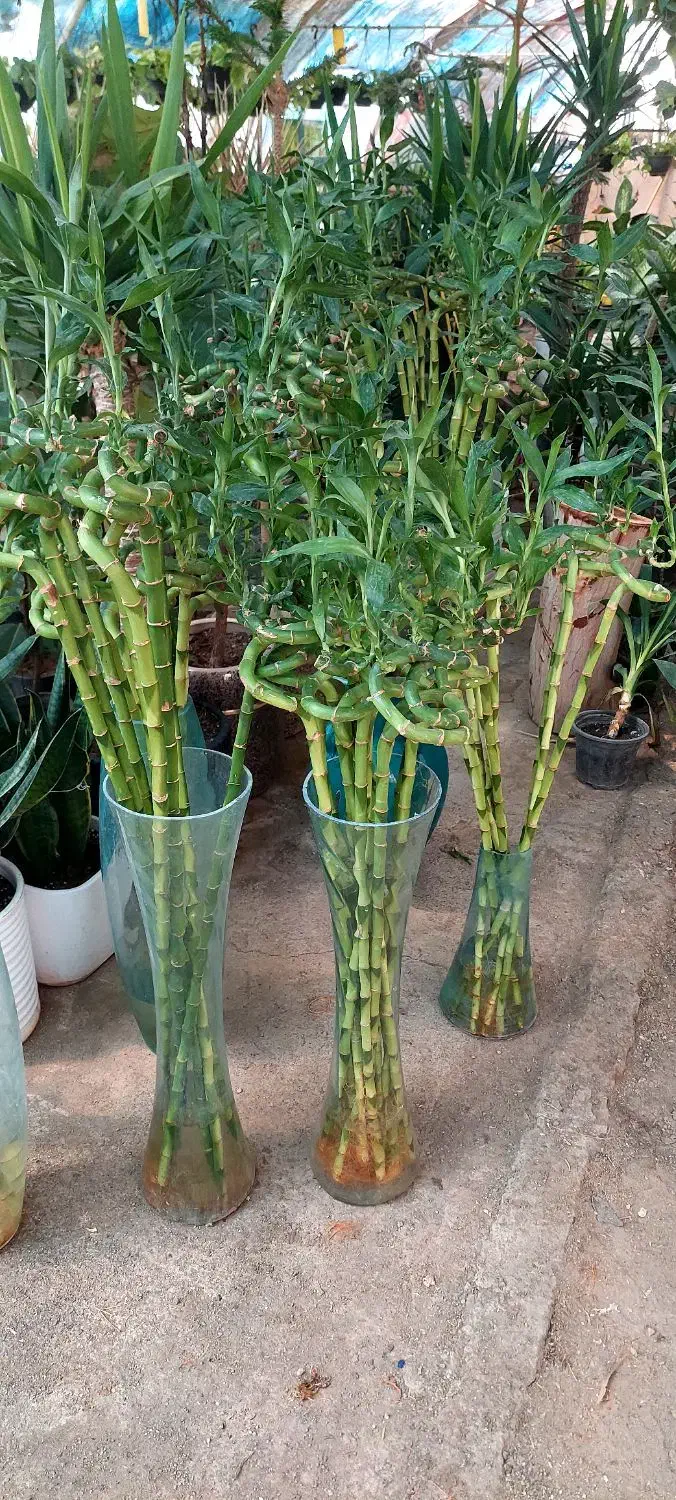 بامبو شیشه کودماهی|گل و گیاه طبیعی|قم, خداکرم|دیوار
