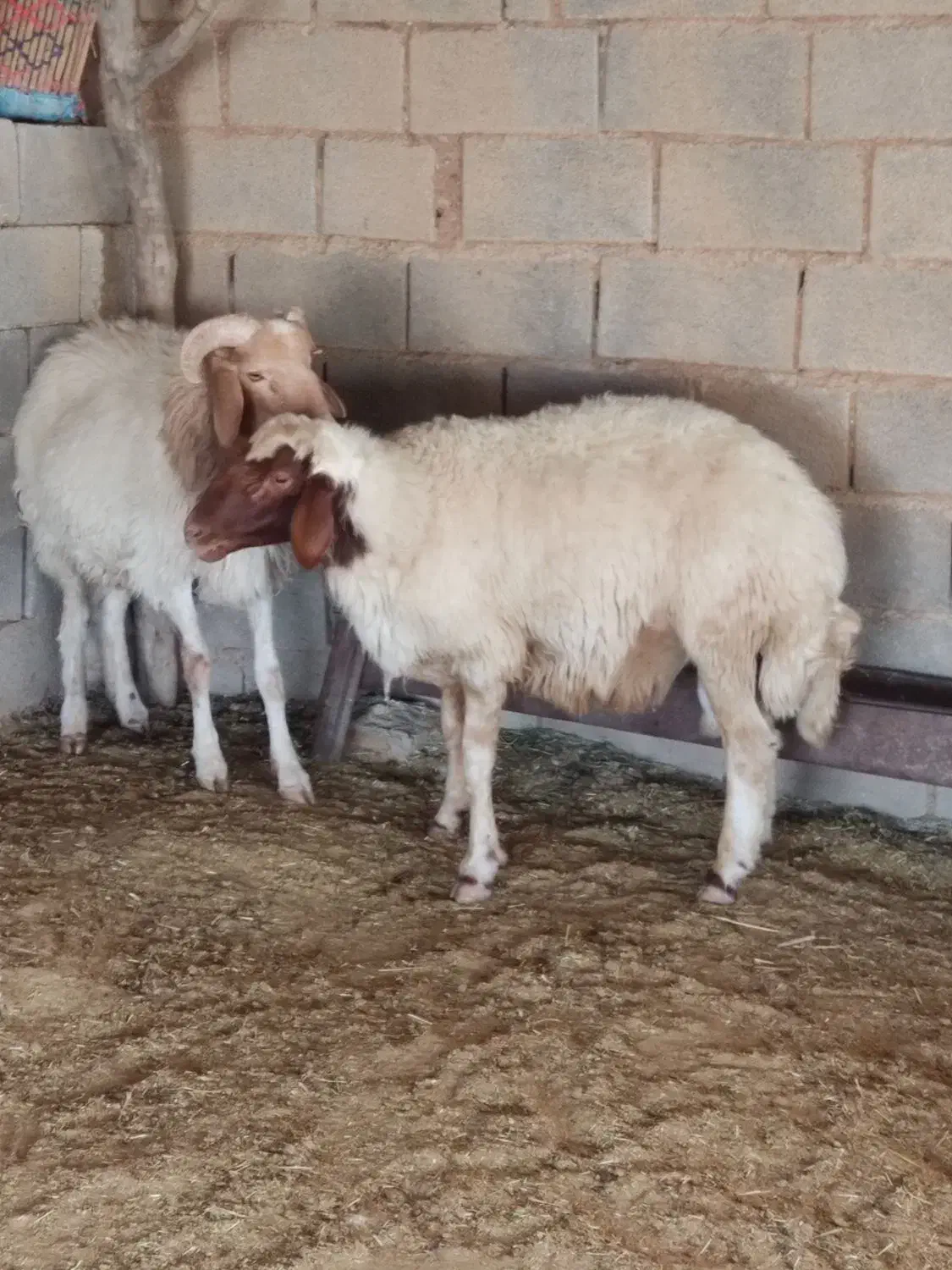 ورن قوچ|حیوانات مزرعه|مهران (ایلام), |دیوار