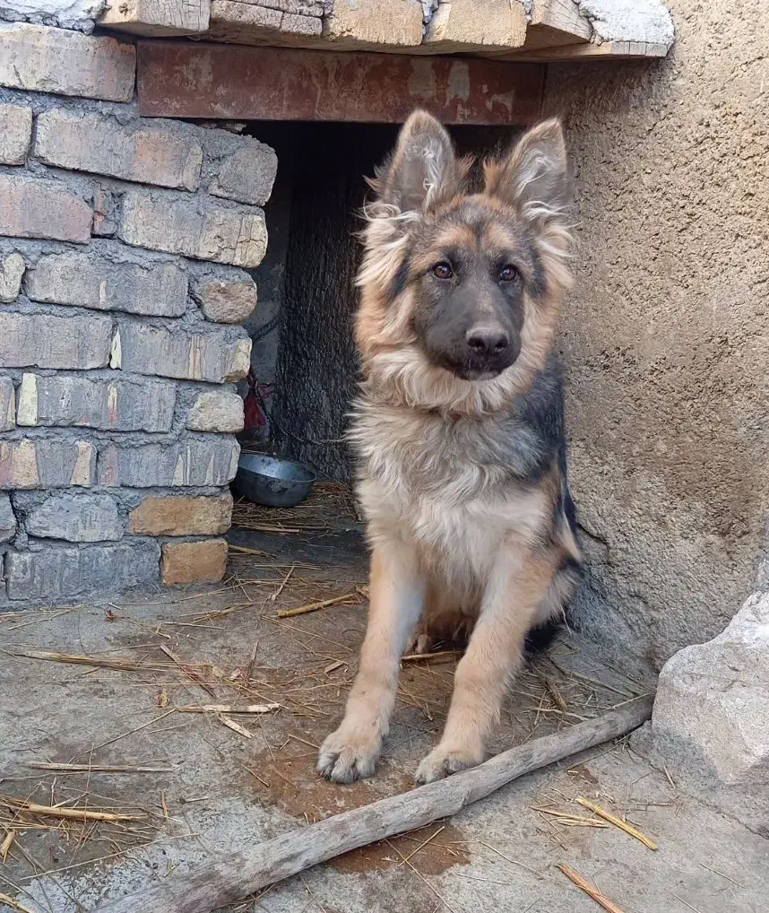 سگ ژرمن ترکیبی|سگ|زالیان, |دیوار