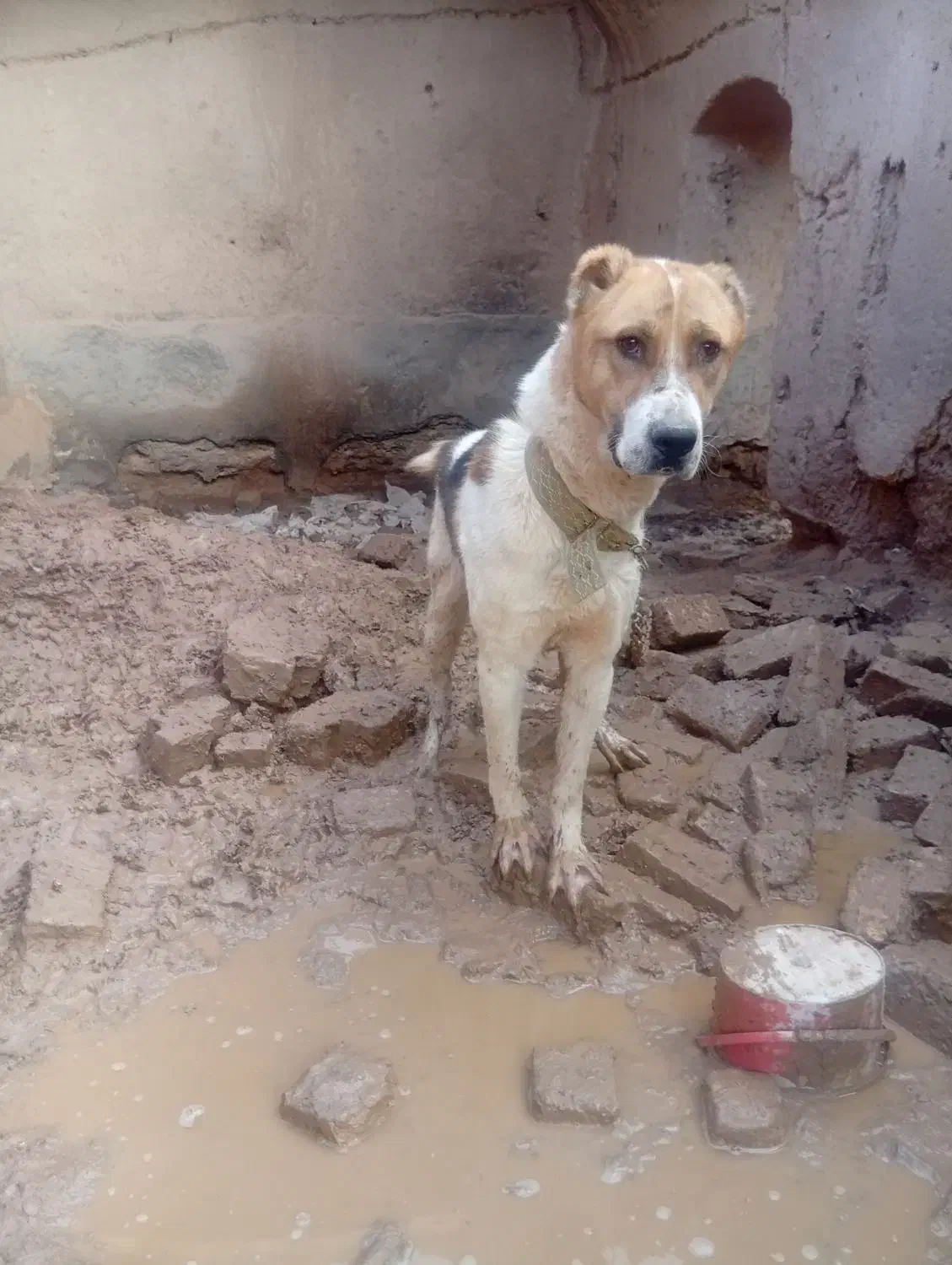 سگ نر|سگ|فیروزه, |دیوار