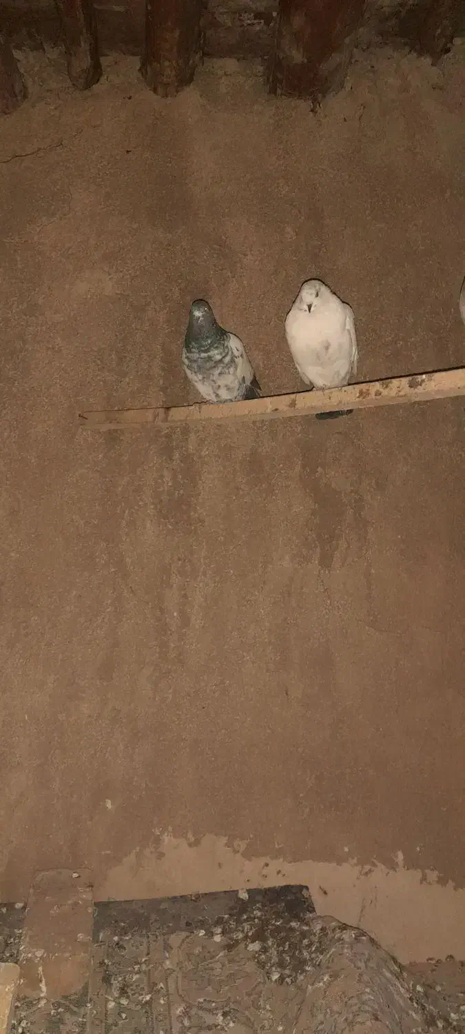 کبوتر‌پرشی|پرنده|ابهر, |دیوار